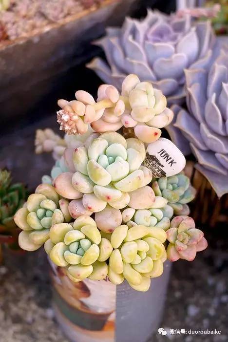 罗琦跟劳尔,罗琦和劳尔最新视频