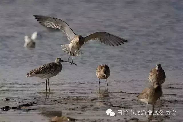 日照是一个什么样的城市,日照是一个怎样的城市