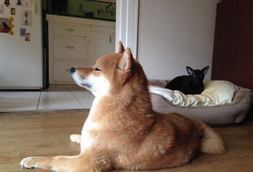 就算打不过你，我也依然是骄傲的小公举