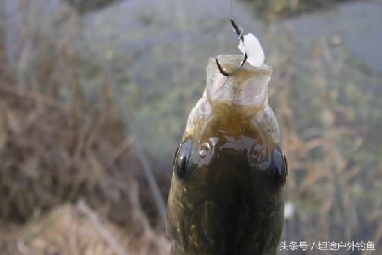 钓鱼老手的用饵细节大放送,钓鱼用饵的基础知识