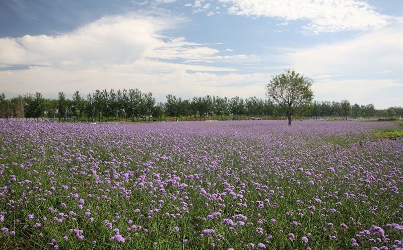 中国最大的薰衣草庄园,世界最漂亮的薰衣草庄园图片