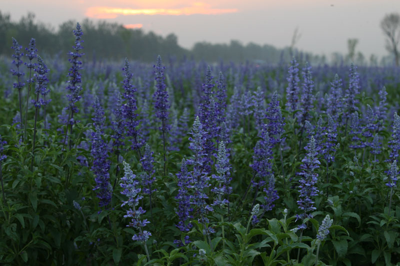 中国最大的薰衣草庄园,世界最漂亮的薰衣草庄园图片