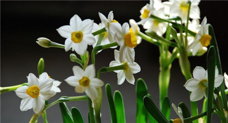 水仙不够绿怎么办,水仙养土里不开花怎么回事