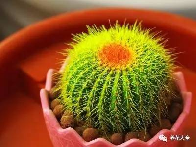 水养发财树绿萝黄叶掉叶怎样补救,绿萝发财树怎么养不烂根