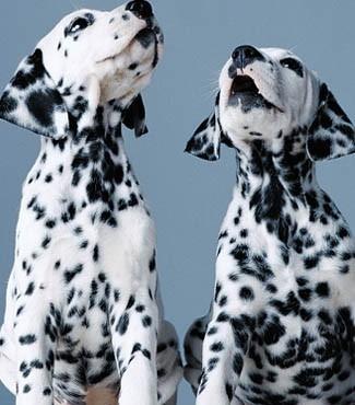 斑点狗品种介绍大全及图片,斑点狗的品种