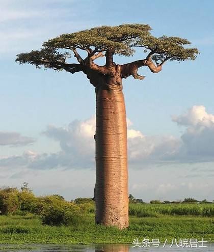 非洲就是“不毛之地”的代名词?错了,那的奇葩植可不少物!