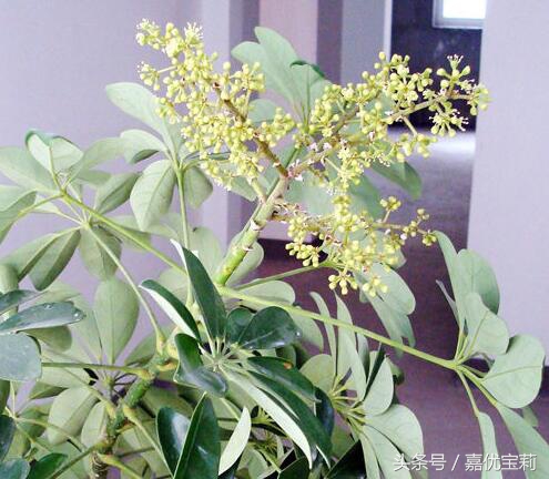 鹅掌枫树木图片,大叶鹅掌木盆栽