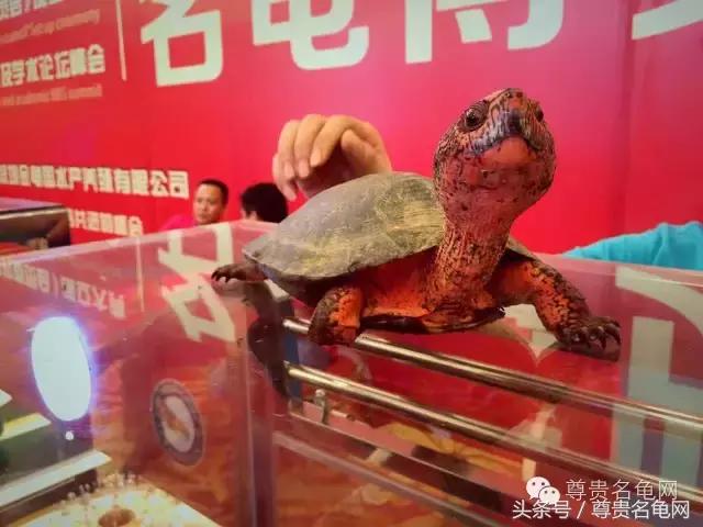 各种乌龟的详细介绍,你们见过的四种乌龟