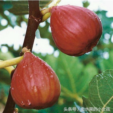 每一棵无花果里都有一只小黄蜂,每一个无花果里都有一个苍蝇