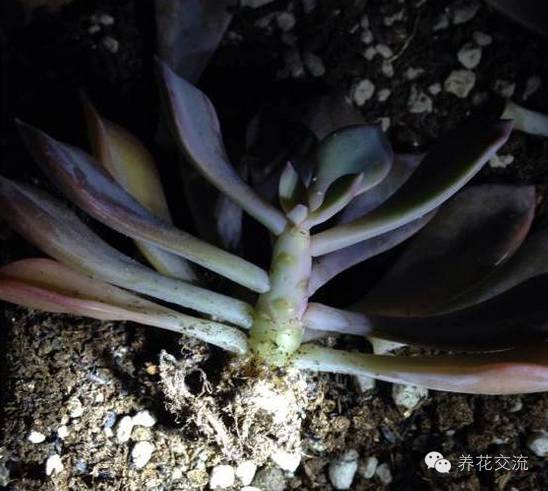 多肉会出现的病虫有哪些,网上刚买的多肉怎样种植怎样养护