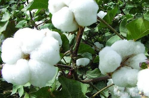 餐桌上常见的本土作物是什么,10种常见的粮食作物