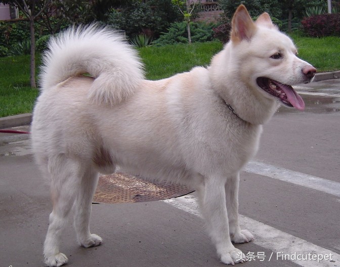 中国本土很像柴犬的品种,和柴犬相像的犬种