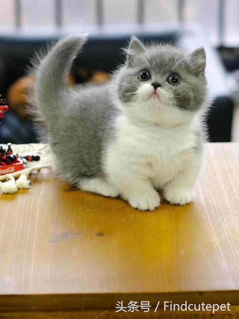 适合5岁小朋友的宠物,最适合五年级小朋友养的宠物