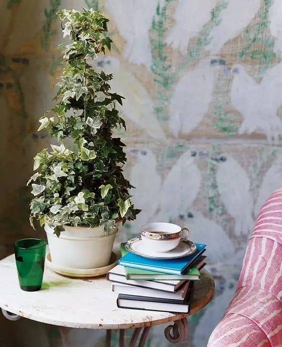 雾霾天气种植什么好养,雾霾天气养什么植物