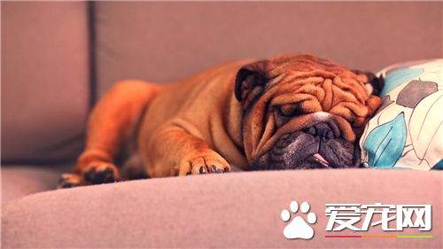 法国斗牛犬简称斗牛还是法斗,法国斗牛犬有什么颜色