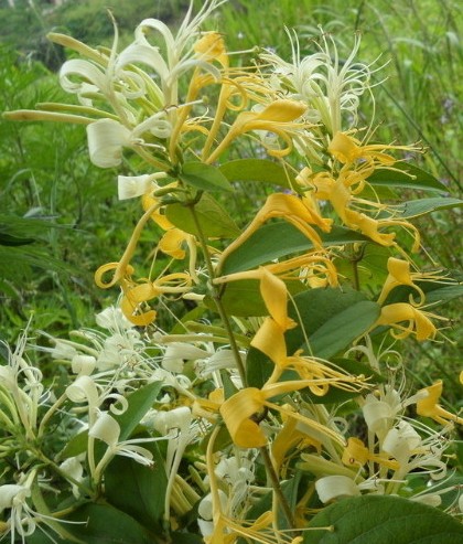 客家人常见的野果,环球客家