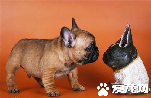 英国斗牛犬和法国斗牛犬哪个好养,法国斗牛犬怎么养比较好