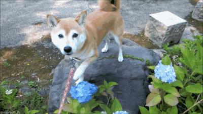 ‍‍‍如东路边42种草，天天踩它，却不知道它们好值钱~