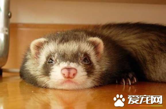 宠物貂好养吗宠物貂是保护动物吗,宠物貂好养吗