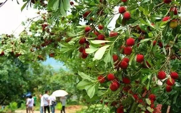 2017叨位“七桃”?看这里,拿走不谢!