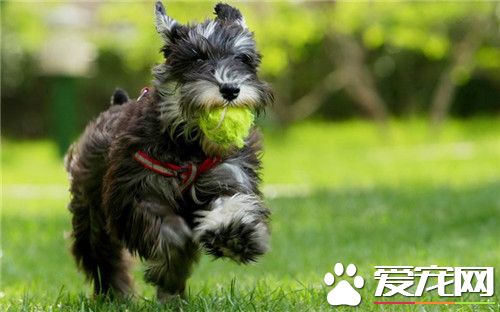 迷你雪纳瑞怎么喂钙片,迷你雪纳瑞怎么喂食