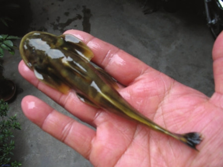 石爬子鱼有多少个品种,石爬子鱼的危害有多大