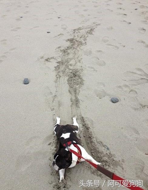 狗狗一拉出去，就收不回来了，怎么破？