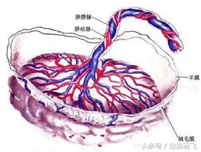 保胎卧床休息可以走路吗,保胎卧床休息可以洗澡吗