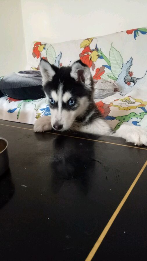 哈士奇偷吃主人米饭被发现,哈士奇偷吃厨房被主人强势教训