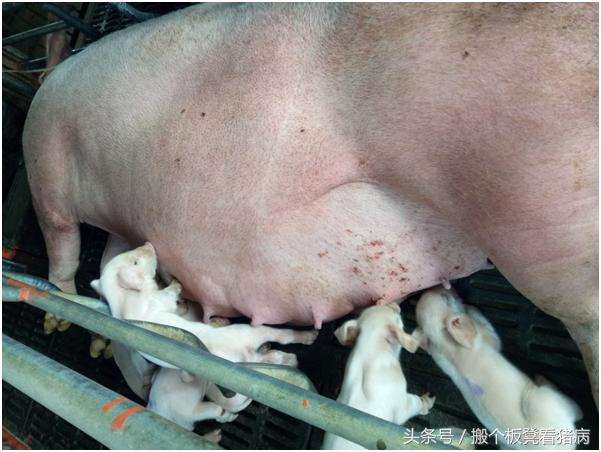 母猪产后不发情最有效治疗方案,养猪人猪病简易防治技术分享