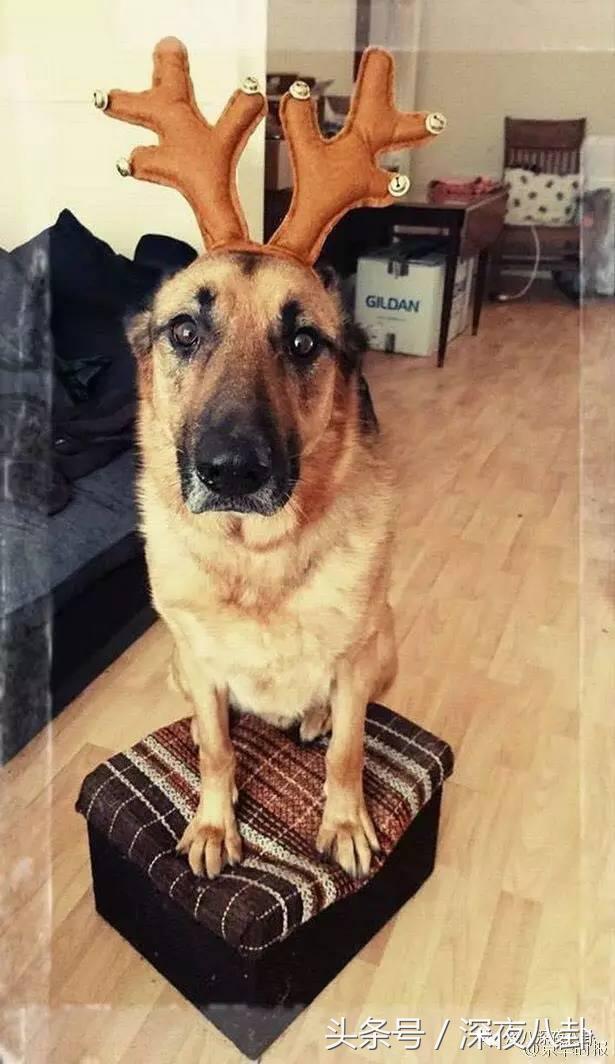 又到一年圣诞节,又到圣诞节了大家怎么看