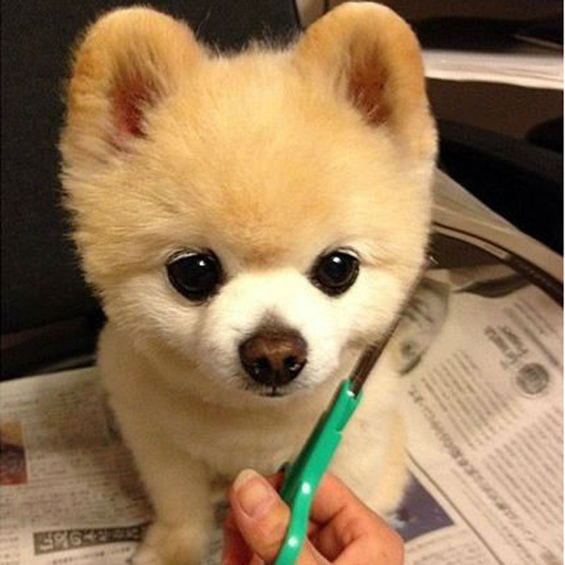 日本抖音网红狗俊介,日本网红偶像犬俊介