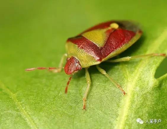 看昆虫各式“大嘴”如何吞天吞地~