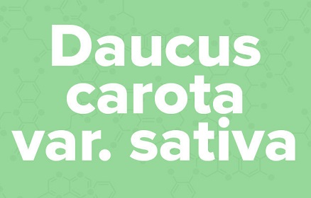 apple苹果的英语是什么,苹果的英语为什么是anapple