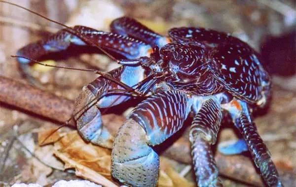 帕劳除了潜水还可以玩什么,在帕劳旅行发现帕劳潜水之美