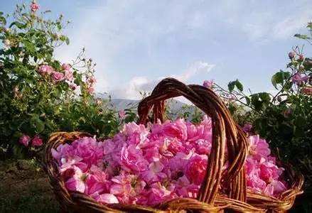 新年赏国花,世界各地最美的国花