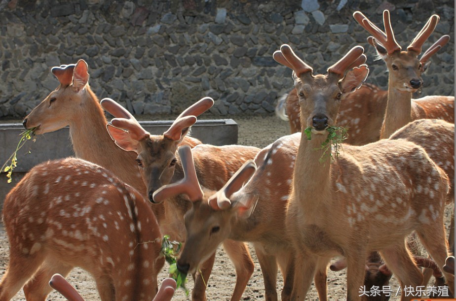 梅花鹿养殖基地养鹿日常,梅花鹿养殖技术大全视频教程