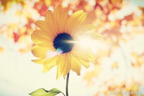 鍥藉鐣欏鎸傜瀛﹀巻璁よ瘉,澶栫睄浜哄+鍥藉瀛﹀巻璁よ瘉娴佺▼