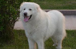 藏獒和雪獒,比藏獒厉害的犬是什么品种