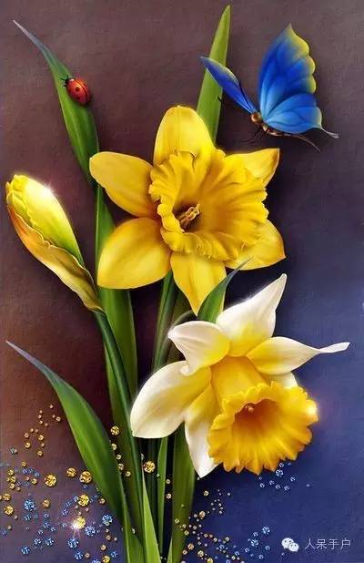 新年赏国花,世界各地最美的国花