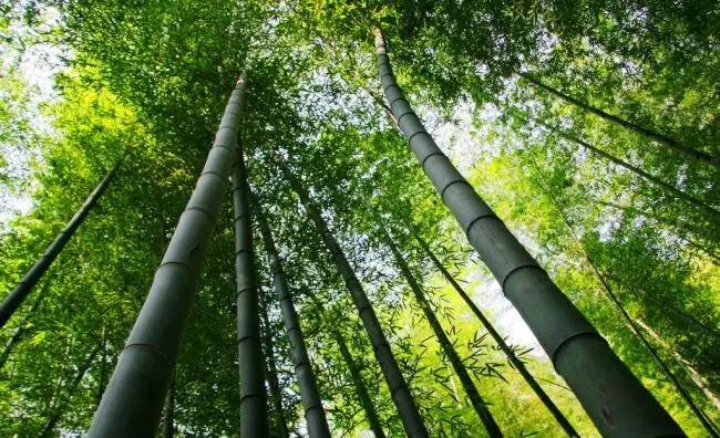 元旦一日线活动丨12.31宜兴听风观竹海，1.1挑战灵树线