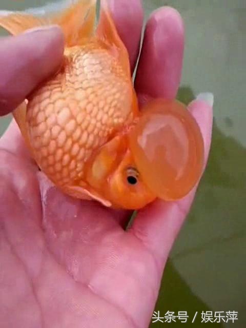 罕见皇冠珍珠，极品观赏鱼！肉瘤大小和价格关系解读