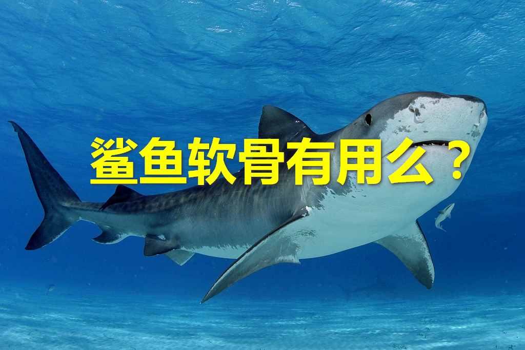鲨鱼软骨含碘吗,鲨鱼有软骨素吗