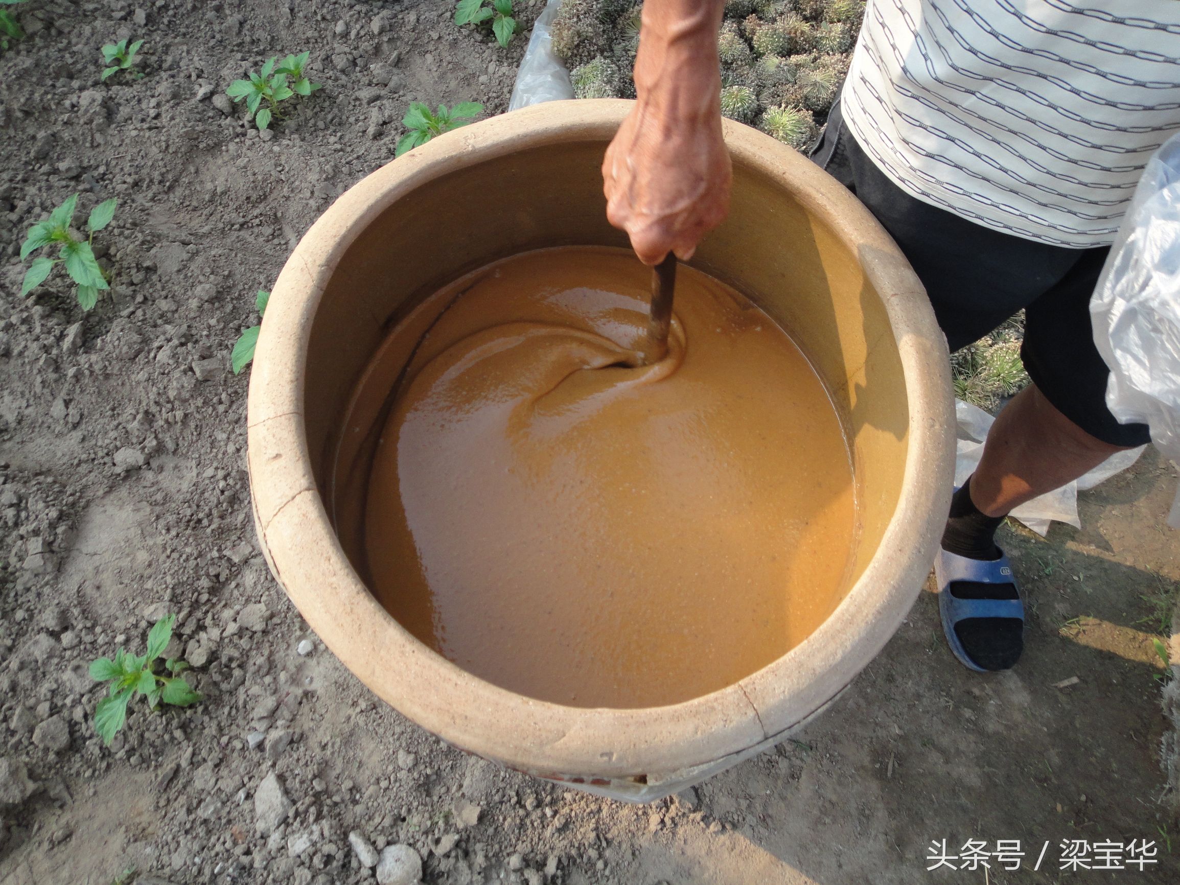 家下的大酱,东北大酱下酱全过程记录