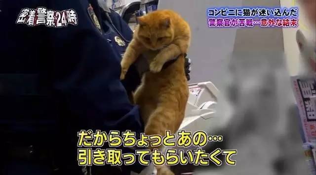 猫咪进餐厅被警察带走,猫咪禁止入内被逮捕