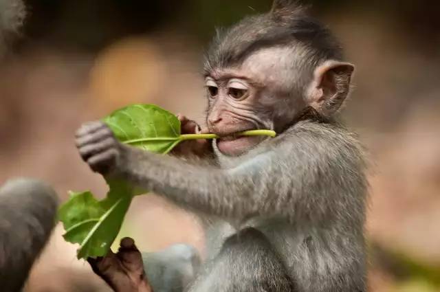 巴厘岛哪些旅游景点值得去旅游 (海岛明珠巴厘岛旅游)