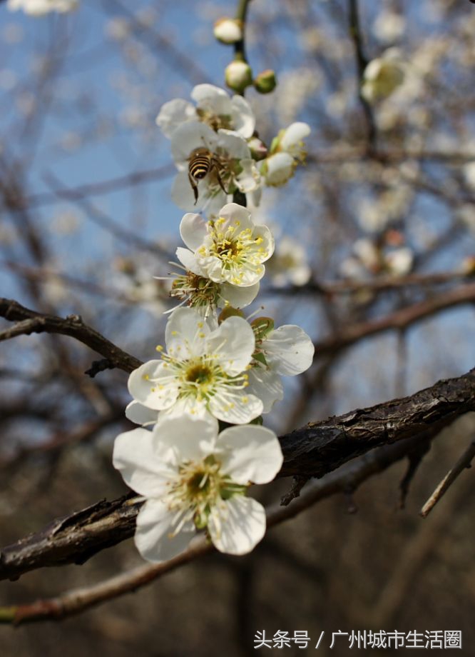 从化石门香雪公园梅花,萝岗香雪公园梅花