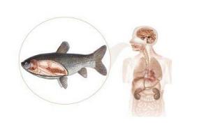 吃鱼讲究鲜,吃鱼有什么讲究的话语