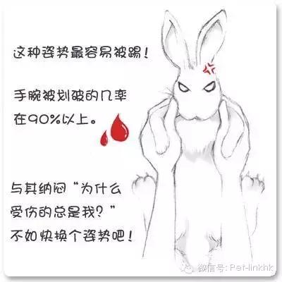 如何让兔兔躺在你怀里,如何让兔兔愿意让你抱