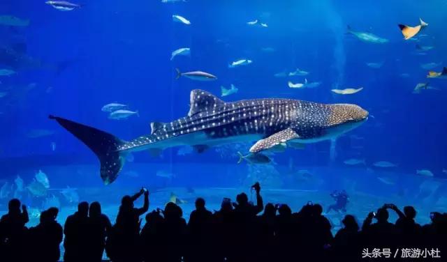 鐞夌悆涔嬭摑鎭嬫垬鍐茬怀,鎭嬫垬鍐茬怀铚滄湀涔嬫梾